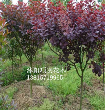供應(yīng)大量紫葉李紅葉李樹苗 價格便宜