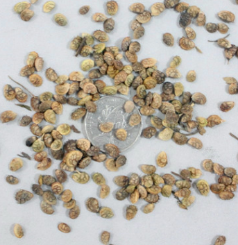 批發優質牧草種子 精品紅豆草種子綠植花卉種子 品種齊全