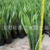 基地直銷優質室內盆栽虎皮蘭花卉虎尾蘭 桌面一件代發