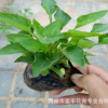 基地直銷優(yōu)質(zhì)紫花地丁 質(zhì)優(yōu)價(jià)廉 宿根花卉紫花地丁