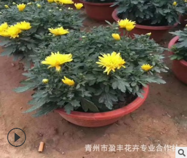 山東青州花卉批發(fā)國慶用花環(huán)菊觀賞大菊花 國慶菊歡迎訂購