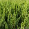 山東基地批發龍柏苗 綠化工程綠籬植物龍柏球 四季長青 量大從優