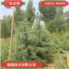 批發(fā)雪松 雪松苗 四季常青松樹苗 園林綠化苗木20-50厘米高
