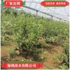 直銷蘋果苗南北方庭院種植盆栽地栽果樹苗嫁接當年結果盆景
