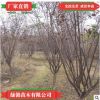 榆葉梅3公分 規格齊全量大優惠榆葉梅叢生獨桿廠家直銷