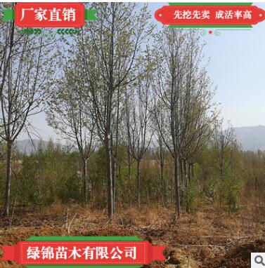 現挖現賣優質法桐樹落葉大喬木 批發法桐樹 適應性強較耐寒