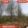 現挖現賣優質法桐樹落葉大喬木 批發法桐樹 適應性強較耐寒