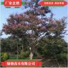 百日紅樹苗 品種優質工程綠化用百日紅樹苗