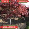 基地直銷批發日本紅楓 四季紅楓樹苗品種純正規格齊全