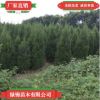 優質蜀檜 看圃起貨量大價優 蜀檜苗高成活蜀檜