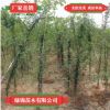 大量出售皂角樹道路綠化苗木低價皂角