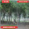 優質工程綠化國槐 地栽國槐樹規格全桿直護批綠化黃金槐樹
