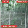 基地批發速生白蠟2.3.4.5cm白蠟樹綠化工程用白蠟樹易成活