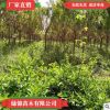 廠家直銷扶芳藤苗小葉 花葉蔓長春 扶芳藤各種規格品種齊全