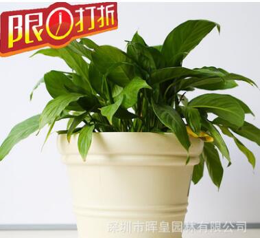 樹脂圓形特大號果蔬種菜花盆庭院戶外種植花盆園藝用品種植盆批發(fā)