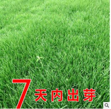 進口耐寒牧草種子多年生黑麥草種子四季常青雞鴨鵝豬牛羊魚草種籽
