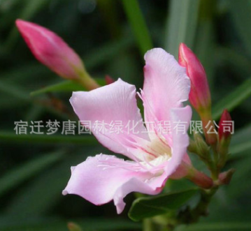 供應(yīng)夾竹桃 夾竹桃樹苗 行道風(fēng)景庭蔭防護濕地綠化苗木批發(fā)