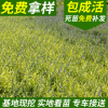 金葉蕕基地批發 宿根花卉工程苗金葉蕕 包成活金葉蕕小苗