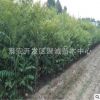 適合南北方種植紅油香椿2公分香椿樹價(jià)格 基地出售2公分紅油香椿