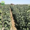 山東蘋果苗基地供應各種紅富士蘋果苗