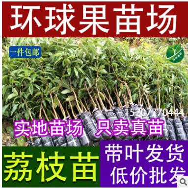 批發徑粗5-10厘米高50-80厘米荔枝高壓苗（圈枝苗）荔枝營養杯苗