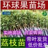 批發(fā)徑粗5-10厘米高50-80厘米荔枝高壓苗（圈枝苗）荔枝營養(yǎng)杯苗
