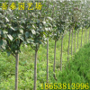庭院觀花植物西府海棠 嫁接西府海棠苗 根系發達海棠樹苗