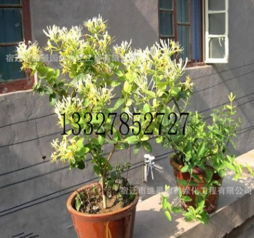 金銀花盆栽苗,金銀花樹苗 攀援藤本花卉 金銀花3年苗，當(dāng)年開花苗