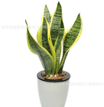 金邊虎皮蘭 吸甲醛 多肉植物防輻射室內(nèi)花卉綠植 盆栽高矮虎尾蘭