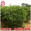非洲茉莉球價格 福建漳州基地 大量批發 規格齊全 市政工程供應