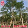 鳳凰木報價 福建基地直銷 大量供應 規格齊全