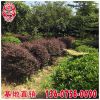 紅花繼木球價格 福建漳州基地 大量批發 規格齊全 市政工程供應