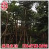 小葉欖仁報價 福建基地直銷 大量供應 規格齊全
