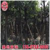 大葉榕報價 福建基地直銷 大量供應 規格齊全