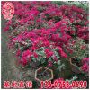 同安紅三角梅盆栽 四季紅三角梅 潮州紅三角梅