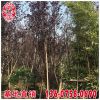 紅葉李價格 福建漳州基地 大量批發 規格齊全 市政工程供應