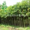 重陽木 供應園林綠化重陽木 批發行道工程綠化 廠家直銷
