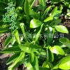 香櫞樹 供應綠化工程 園林植物 規格齊全 基地直供 東臺前通苗木