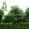 基地大量供應(yīng)1--20cm大葉女貞樹 高桿大葉女貞 行道綠化園林植物