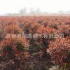 基地直銷 紅葉石楠 四季常青庭院綠化陽臺(tái)庭院綠化葉片光亮