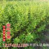 批發 綠化苗木 迎春苗/花 扦插
