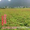 大量供應 桂花小苗