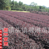 苗木基地直銷紅花繼木小苗 長期大量供應 價格低質量優 有量有價