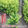 金葉女貞小毛球樹苗 綠化工程苗基地直發 園林植物毛球批發