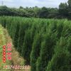 防護叢生風景塔柏樹 君臨苗圃苗木基地直發 濕地綠化工程苗