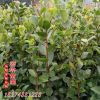 精品綠化工程苗金森女貞小毛球盆栽 園林植物毛球批發