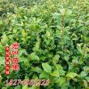 批發茶花小苗 茶花盆栽 山茶花苗 20-30cm高 綠化小苗 現貨