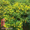 君琳苗圃防護叢生風景精品黃花槐 社區綠化行道樹 綠化工程苗