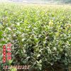 精品綠化工程苗茶梅球 園林植物茶梅盆栽 茶梅樹茶梅小苗 批發