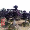 精品綠化工程苗造型紅花繼木古樁 園林植物綠化苗 批發
